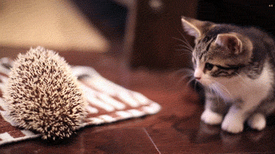 kitten hedgehog GIF by Internet Cat Video Festival