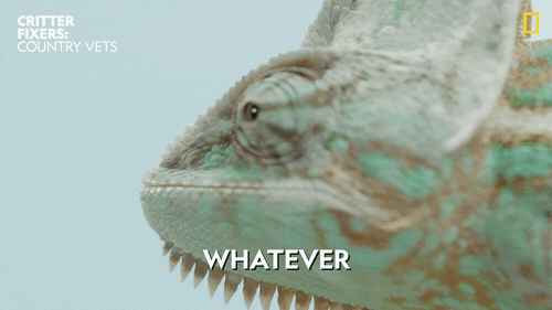 National Geographic Reaction GIF by Nat Geo Wild
