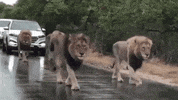 Lion GIF
