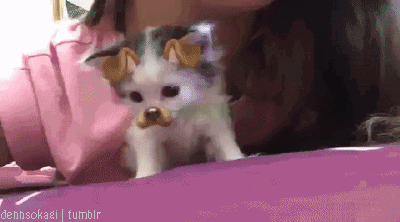dog looks GIF
