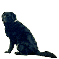 Digo Sticker by Caravan of Paws