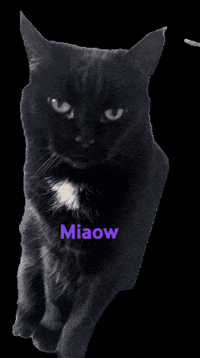 Black Cat GIF