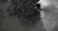 wolf GIF