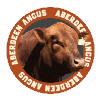 AssociacaoBrasileiradeAngus boi carne angus aberdeen Sticker