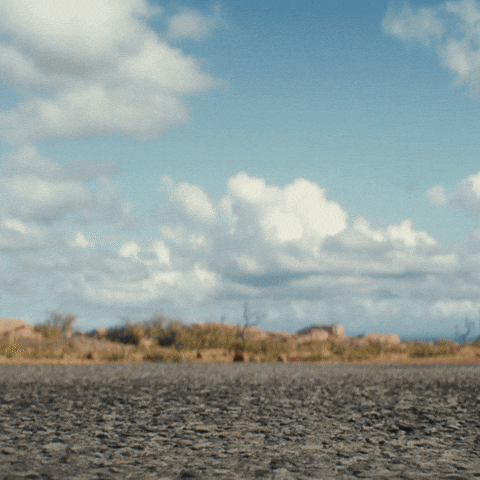 CoyoteACMEMovie giphyupload looney tunes skates will forte GIF