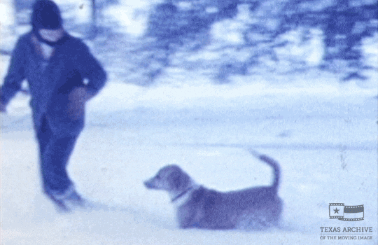home movie dog GIF by Texas Archive of the Moving Image