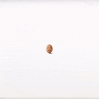 Egg GIF