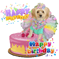 Happy Birthday Maltese Sticker by Pimp Yo Pets