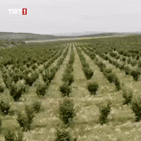 Fresh Air Tree GIF by TRT