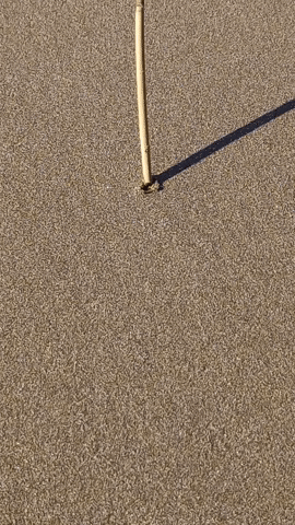 Simongip giphygifmaker GIF