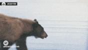 News Reaction GIF by NowThis