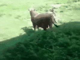 outfit motorbike GIF