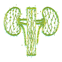 Kidneys Nefrologia Sticker by Villa Pet Salvador