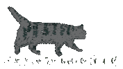 Cat 歩く Sticker