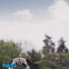 dog pug GIF