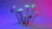 loop shrooms GIF