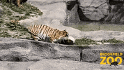 Cool Down Dry Ice GIF by Brookfield Zoo