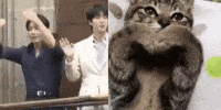Cat Jk GIF