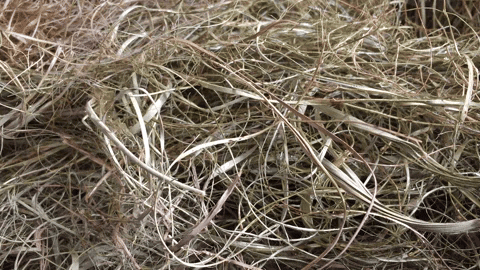 zoamandinefery giphyupload GIF