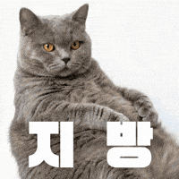 지방선거 GIF