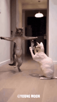 Hip Hop Dancing GIF