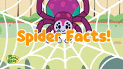 Spider Facts GIF