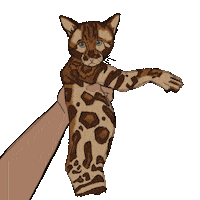 Cat Love Sticker