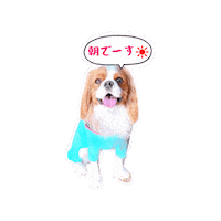 Morning Cavalierkingcharlesspaniel Sticker
