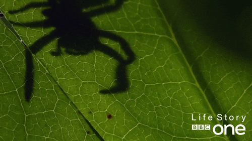life story spider GIF by BBC
