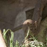 Jump Play GIF by San Diego Zoo Wildlife Alliance