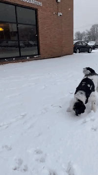 Puppy Plays in Snow as Winter Weather Grips Newfoundland