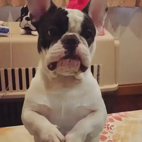 Video gif. A small white dog with big ears makes literal puppy dog eyes at us, and seems to be pleading with us as it holds up its paws.


inFlux English School: Como se diz "me faz um favor" em inglês?