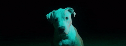 Ari Lennox Dog GIF by Interscope Records