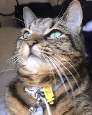 TheOdiecat cat odie oodle odiecat GIF