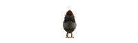 Art Chicken GIF by hateplow