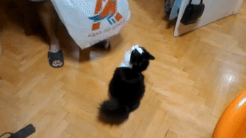 For Some Reason This Cat Loves Plastic Bags