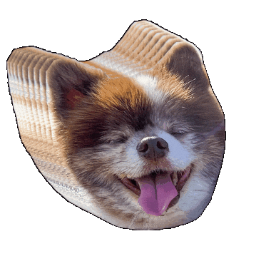 petiquepets giphygifmaker dog pomeranian whimsy Sticker