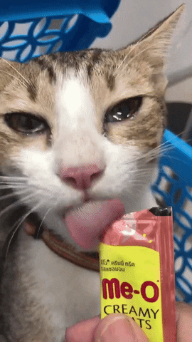 cuteanimalland giphyupload GIF