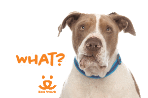 Dog What Sticker by Best Friends Animal Society