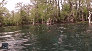Diver Climbs Fallen Tree Underwater in Florida River