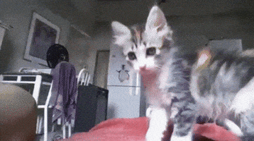 Wobo cat cool hand handshake GIF