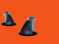 JoeGast trump president rat rats GIF