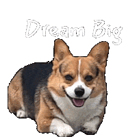 Dream Corgi Sticker