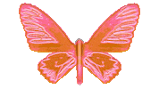 Rainbow Color Sticker