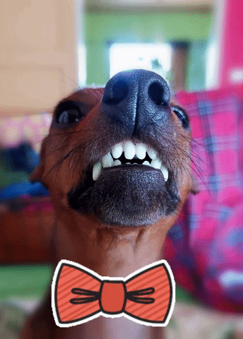 Dog Teeth GIF by Nina Saksman Photography