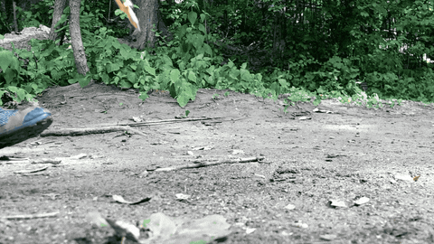 50-campfires giphyupload GIF