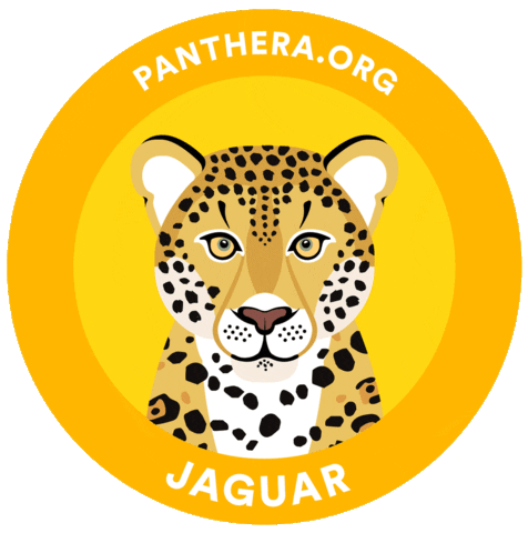 Jaguar Conservation Sticker by Pantheracats