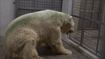 Singapore's Last Polar Bear Dies at Wildlife Reserves Zoo