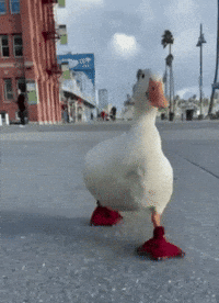 Duck Goose GIF by Extreme Improv
