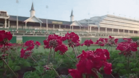 Horse Racing Sport GIF by Kentucky Derby